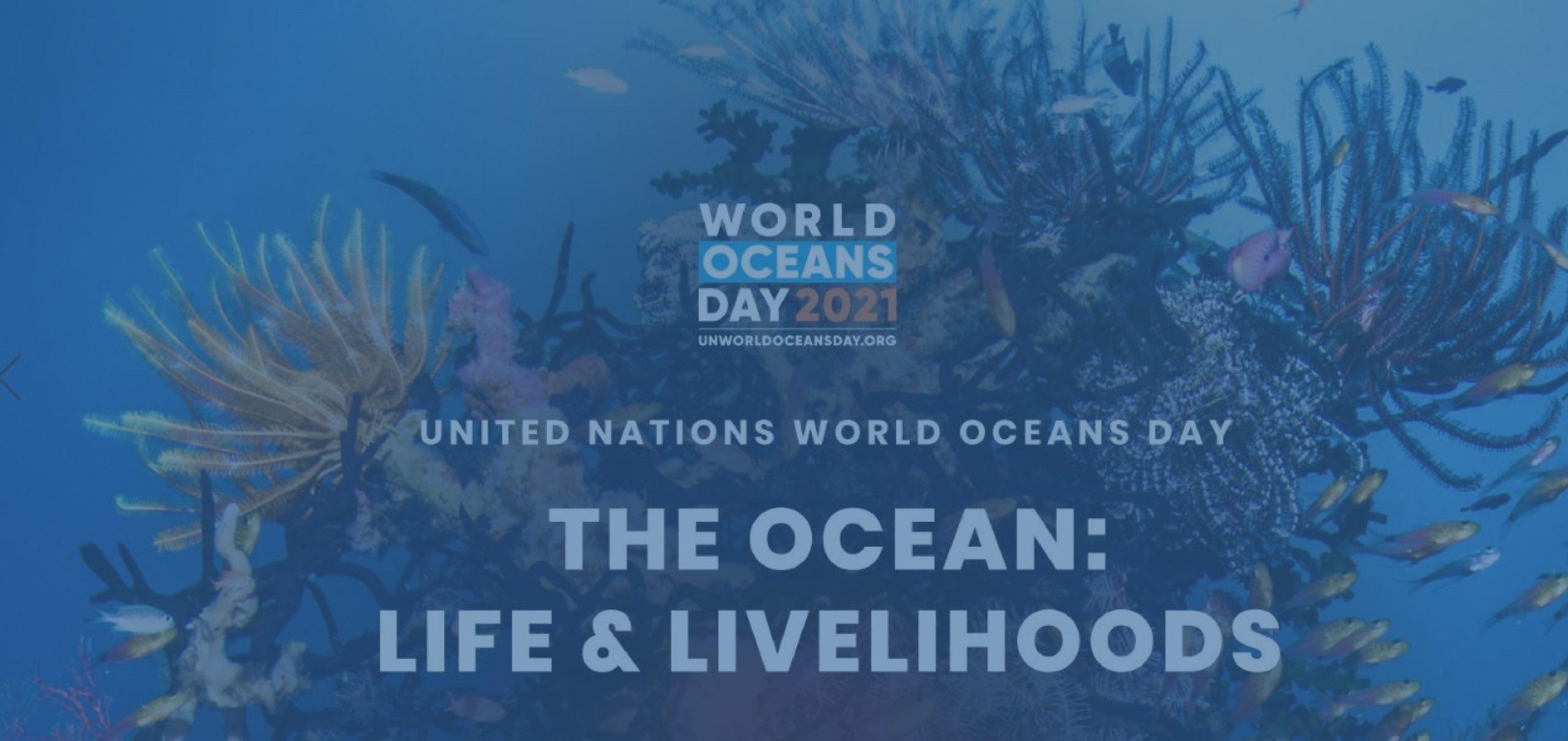 Celebra el Día Mundial de los Océanos con nosotros